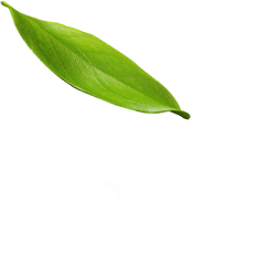 Aceites esenciales dōTERRA™ Hogar con Arte