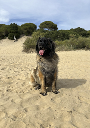aceites esenciales dōTERRA™ para uso en animales