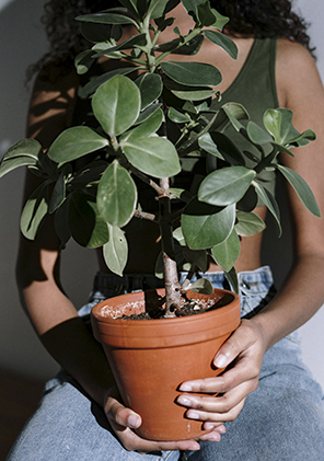 aceites esenciales dōTERRA™ para plantas